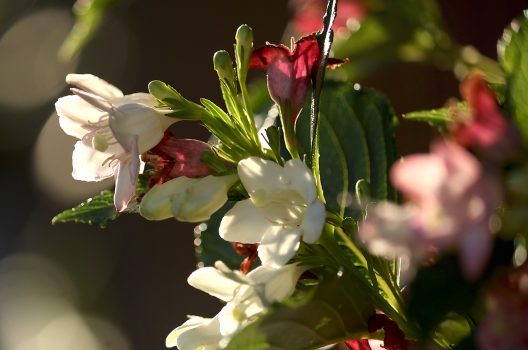 ハコネウツギの剪定のコツは 花がもっと賑やかに咲く 育て方まとめ 剪定110番