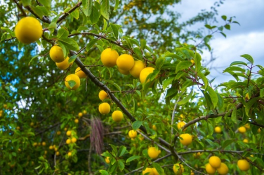 杏の木の特徴