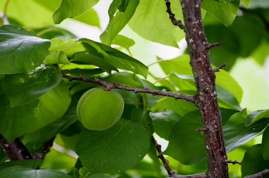 杏の木の剪定時期は冬