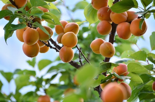 杏の木の収穫時期