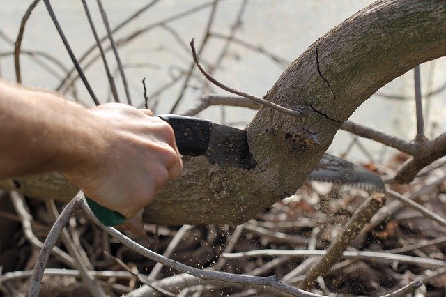 木の剪定の基本とコツ 最適な時期と方法を覚えて理想の庭木を作ろう 剪定110番