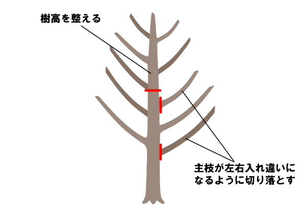 ビワ　樹形　まっすぐ上に枝が伸びる種類