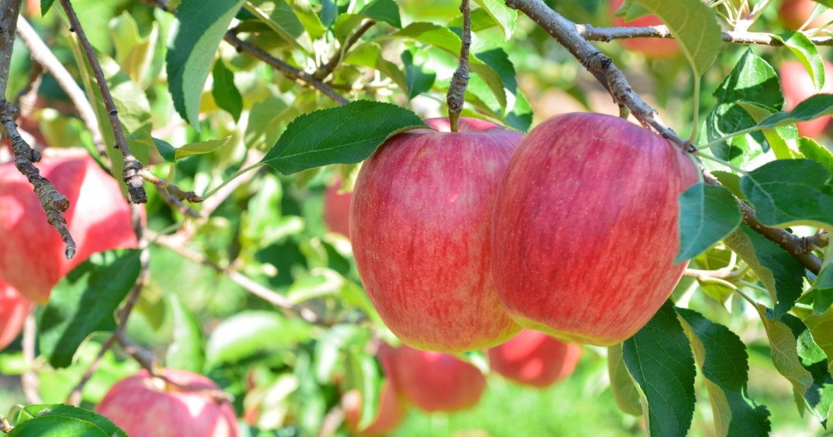 美味しい実がなるりんご剪定のやり方｜時期に応じた剪定方法と育て方