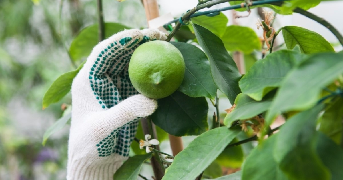 レモンの剪定｜時期や方法などを知っておいしい実を収穫しよう！