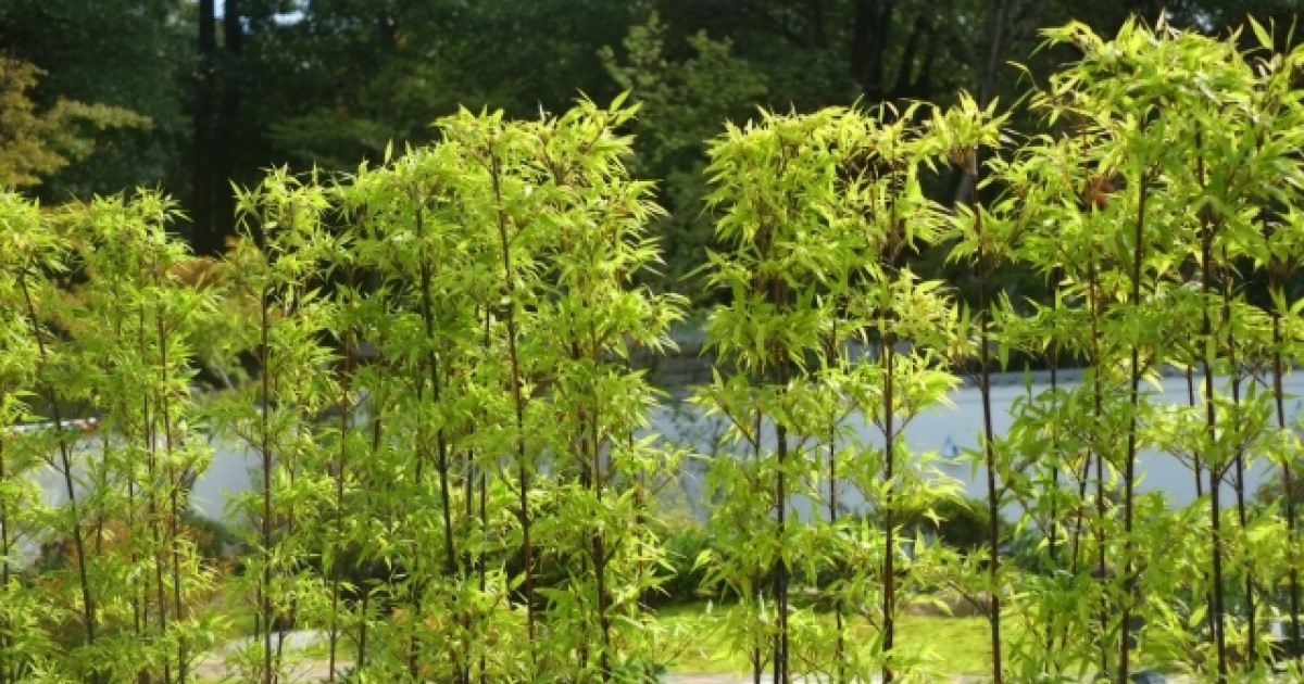 黒竹の剪定時期や方法を知ろう！自宅で栽培するなら鉢植えがおすすめ