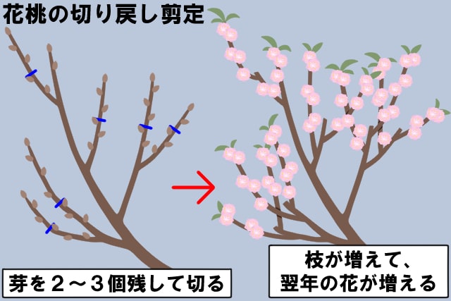花桃の木の剪定時期と失敗しない方法 花が咲かない原因を解決 剪定110番